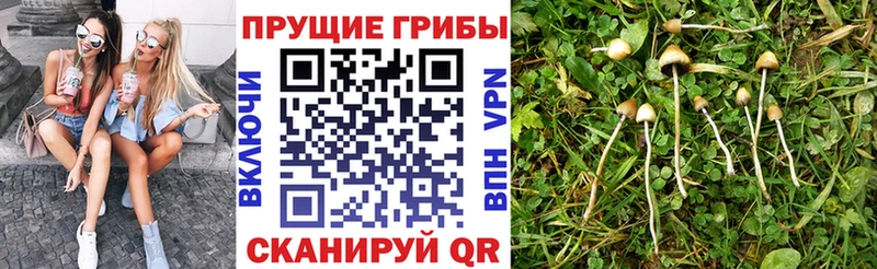 Купить  Балашиха  Галлюциногенные грибы Cubensis 